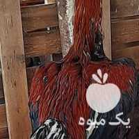 فروش خروس و مرغ لاری در تهران در گروه مرغ و خروس و بوقلمون و اردک قو قاز در یکمیوه