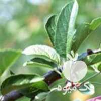 فروش باغ سیب ب اجاره داده میشود در ارومیه در گروه خرید فروش عمده سیب - زرد و قرمز گلاب پاییزه در یکمیوه
