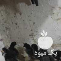 فروش جوجه مرغ و خروس تخمگذار در تهران در گروه مرغ و خروس و بوقلمون و اردک قو قاز در یکمیوه