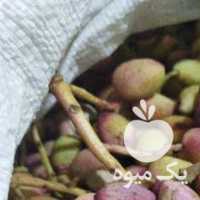 فروش پسته ترامسالی در یزد در گروه پسته - کوهی شامی خام اکبری تازه کله قوچی در یکمیوه