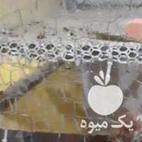 فروش جوجه پاکوتاه در ارومیه در گروه مرغ و خروس و بوقلمون و اردک قو قاز در یکمیوه