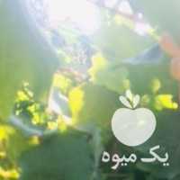 فروش باغ انگور بیدانه سفیدوقرمز در قزوین در گروه خرید فروش عمده انگور - یاقوتی شانی عسگری بی دانه قرمز در یکمیوه