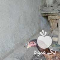 فروش مرغ و خروس لاری در تهران در گروه مرغ و خروس و بوقلمون و اردک قو قاز در یکمیوه