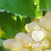 فروش انگور بیدانه تاکستان در قزوین در گروه خرید فروش عمده انگور - یاقوتی شانی عسگری بی دانه قرمز در یکمیوه
