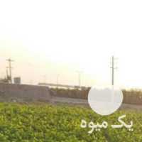 فروش انواع نهال انگور در قزوین در گروه خرید فروش نهال - انواع گردو پسته بادام سلطانی انگور در یکمیوه