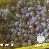 فروش خرما کبکاب در بوشهر در گروه خرید فروش عمده خرما - کبکاب تازه زاهدی خشک خارک در یکمیوه