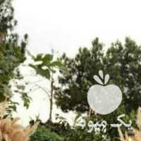 فروش اسب و کالسکه در تهران در گروه اسب و الاغ خر و فروش قاطر- ترکمن عربی سفید نر و ماده در یکمیوه