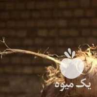 فروش پیاز زعفران ،  منوچهری در مشهد در گروه خرید فروش عمده زعفران - قائنات قیمت خراسان بهرامن گرم در یکمیوه