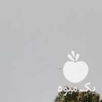 فروش گلدان گل کاکتوس صخره ای ساکولنت در تهران در گروه خرید فروش عمده گیاهان زینتی - گرمسیری آپارتمانی باغچه آب در یکمیوه