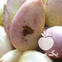 فروش پسته تازه بار روز در تهران در گروه پسته - کوهی شامی خام اکبری تازه کله قوچی در یکمیوه