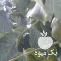 اجاره و فروش گردو تر و اجاره باغ سیب در ارومیه در گروه خرید فروش عمده سیب - زرد و قرمز گلاب پاییزه در یکمیوه