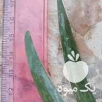 فروش آلوورا در تهران در گروه خرید فروش عمده آلو - آلوچه گوجه سبز زرد خاکی شابلون سانتریزه سیاه در یکمیوه