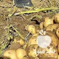 فروش سیب زمینی تازه تازه در کرمانشاه در گروه خرید فروش عمده سیب زمینی - زودرس دیررس آگریا اسپریت اردبیل همدان در یکمیوه