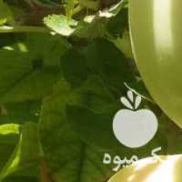 فروش سیب صادراتی پائیزه مراغه در آذربایجان شرقی در گروه خرید فروش عمده سیب - زرد و قرمز گلاب پاییزه در یکمیوه