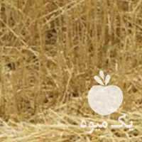 فروش کلوش برای دام طیور در رشت در گروه خرید فروش ماشین آلات کشاورزی - تراکتور تیلر کمباین مدرن در یکمیوه