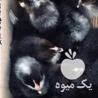 فروش جوجه در تهران در گروه مرغ و خروس و بوقلمون و اردک قو قاز در یکمیوه