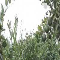 فروش نارنگی ژاپنی در ساری در گروه خرید فروش عمده نارنگی - ژاپنی بندر فروش عمده محصولات در یکمیوه