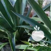 فروش گل کاکتوس آگاولاله سرو الوورا قاشقی در شیراز در گروه خرید فروش عمده گیاهان زینتی - گرمسیری آپارتمانی باغچه آب در یکمیوه