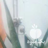 فروش گل آلوورا در اصفهان در گروه خرید فروش عمده گیاهان زینتی - گرمسیری آپارتمانی باغچه آب در یکمیوه
