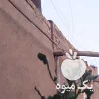 فروش نهال پسته با بذر اصلاح شده در قزوین در گروه خرید فروش نهال - انواع گردو پسته بادام سلطانی انگور در یکمیوه