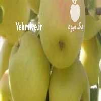 فروش سیب درختی سفید و قرمز پادنا در اصفهان در گروه خرید فروش عمده سیب - زرد و قرمز گلاب پاییزه در یکمیوه