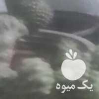 فروش گل کاکتوس در قزوین در گروه خرید فروش عمده گیاهان زینتی - گرمسیری آپارتمانی باغچه آب در یکمیوه