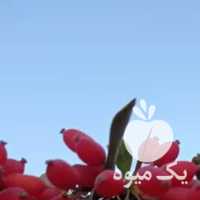 فروش زرشک تازه شروع شد در بیرجند در گروه خرید فروش عمده ازگیل و تمشک و زرشک - ژاپنی فروش مستقیم در یکمیوه