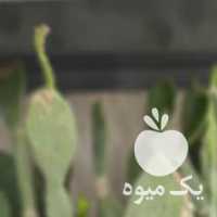 فروش کاکتوس ، اپونتیا در تهران در گروه خرید فروش عمده گیاهان زینتی - گرمسیری آپارتمانی باغچه آب در یکمیوه