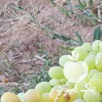 فروش عمده انگور صفاشهر  در شیراز در گروه خرید فروش عمده انگور - یاقوتی شانی عسگری بی دانه قرمز در یکمیوه