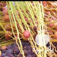 فروش خرمای خاصویی و هلیله در تهران در گروه خرید فروش عمده خرما - کبکاب تازه زاهدی خشک خارک در یکمیوه