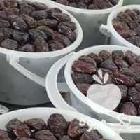 فروش خرما و رطب کبکاب دشتستان در بوشهر در گروه خرید فروش عمده خرما - کبکاب تازه زاهدی خشک خارک در یکمیوه