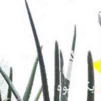 فروش گلدون آلوورا در تهران در گروه خرید فروش عمده آلو - آلوچه گوجه سبز زرد خاکی شابلون سانتریزه سیاه در یکمیوه