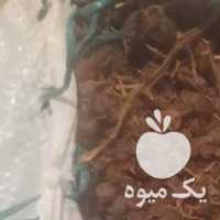 فروش کشمش آفتابی در قزوین در گروه آجیل - فروش عمده محصولات در یکمیوه