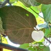 فروش صد تن کیوی هایوارد طلایی یکدست ودرشت در تهران در گروه خرید فروش عمده کیوی - صادراتی مازندران تنکابن تالش در یکمیوه