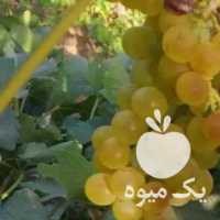 فروش انگور چفت عسکری شیریه در قزوین در گروه خرید فروش عمده انگور - یاقوتی شانی عسگری بی دانه قرمز در یکمیوه