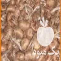 فروش پیاز زعفران مرغوب وسالم  در سرایان در گروه خرید فروش عمده زعفران - قائنات قیمت خراسان بهرامن گرم در یکمیوه