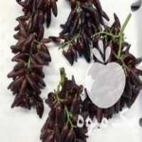 فروش نهال انگور شمشیری وارداتی در ایلام در گروه خرید فروش نهال - انواع گردو پسته بادام سلطانی انگور در یکمیوه