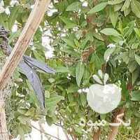 فروش تعدادی مرغ و خروس رودبار در تهران در گروه مرغ و خروس و بوقلمون و اردک قو قاز در یکمیوه