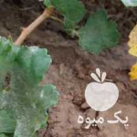 فروش انگور شیره در قزوین در گروه خرید فروش عمده انگور - یاقوتی شانی عسگری بی دانه قرمز در یکمیوه