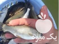 فروش انواع بچه ماهی بانژاد بهترین کپور طلایی آمور و  در کرج در گروه انواع ماهی - سالمون شیر کپور قرمز شوریده سفید گوپی مرکب در یکمیوه -عکس1