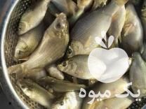 فروش بچه ماهی کپور آمور خاویار کوی غذای ماهی و ‌‌ در تبریز در گروه انواع ماهی - سالمون شیر کپور قرمز شوریده سفید گوپی مرکب در یکمیوه -عکس1