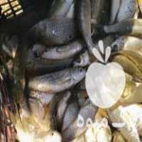 فروش بچه ماهی گیلان غذای ماهی باارسال در رشت در گروه انواع ماهی - سالمون شیر کپور قرمز شوریده سفید گوپی مرکب در یکمیوه