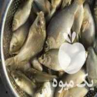 فروش بچه ماهی کپور آمور خاویار کوی غذای ماهی و ‌‌ در تبریز در گروه انواع ماهی - سالمون شیر کپور قرمز شوریده سفید گوپی مرکب در یکمیوه