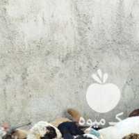 فروش پخش گوسفند زنده با باسکول دیجیتال شهریار ملارد در تهران در گروه گاو و گوسفند و میش و بز کهره گوساله سمینتال در یکمیوه