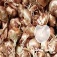 فروش پیاز زعفران اصل قائنات در سراسر کشور در آزادشهر در گروه خرید فروش عمده زعفران - قائنات قیمت خراسان بهرامن گرم در یکمیوه