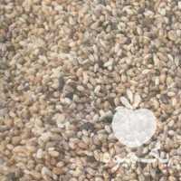 فروش پسته پوک گو روآبی دمبس نخودو زردو ب در رفسنجان در گروه پسته - کوهی شامی خام اکبری تازه کله قوچی در یکمیوه