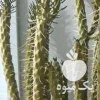 فروش کاکتوس اپونتیا در مشهد در گروه خرید فروش عمده گیاهان زینتی - گرمسیری آپارتمانی باغچه آب در یکمیوه