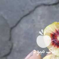 فروش کیوی قرمز کیوی خونی در تهران در گروه خرید فروش عمده کیوی - صادراتی مازندران تنکابن تالش در یکمیوه