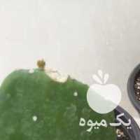 فروش گل کاکتوس اپونتیا یا  زبان مادر شهر و گل قاشقی در قزوین در گروه خرید فروش عمده گیاهان زینتی - گرمسیری آپارتمانی باغچه آب در یکمیوه