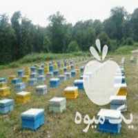 فروش عسل با کیفیت بالابا نازلترین قیمت در نکا در گروه عسل شیره و فرآورده ی مربا - طبیعی گون کوهی آویشن در یکمیوه